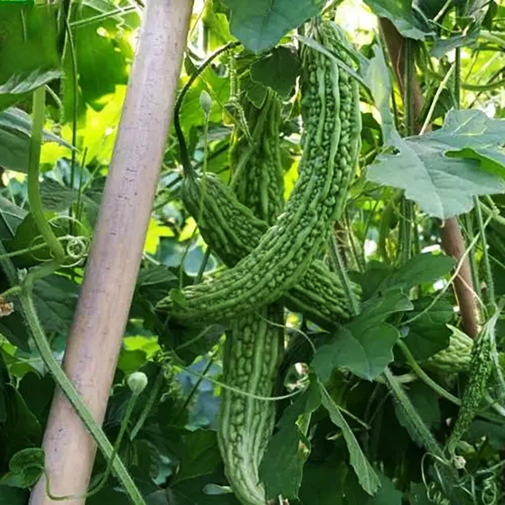 Graines de melon amer - Variété longue