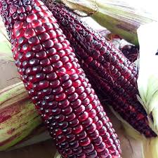 Semi di mais dolce per giardino domestico – Non OGM