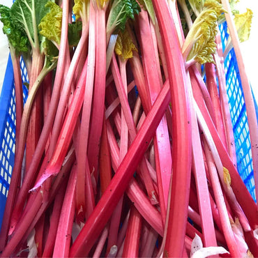 Graines de Rhubarbe Rouge