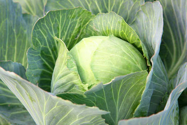 キャベツ 野菜の種