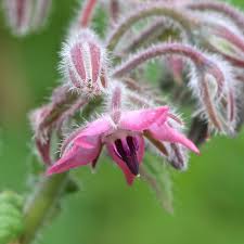 Borage Seeds for Planting – Pink & White Flowers