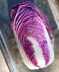 白菜の種