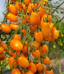 Tomato Seeds for Planting – Heirloom, Non-GMO, Vegetable Variety