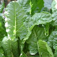 Home Garden Spinach Seeds – Non-GMO