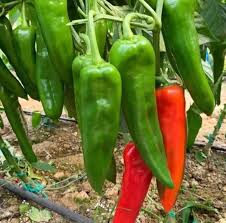 Hot Pepper Jwala Samen – Würzige Erbstücksorten