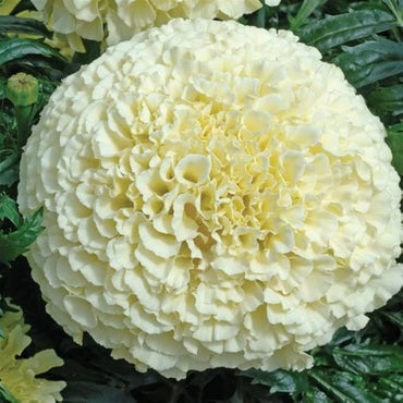African Marigold Seeds for planting white