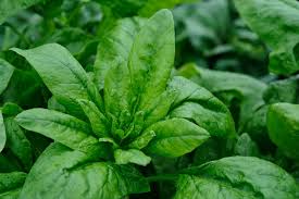 Home Garden Spinach Seeds – Non-GMO