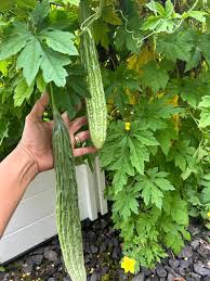 Graines de melon amer - Variété longue
