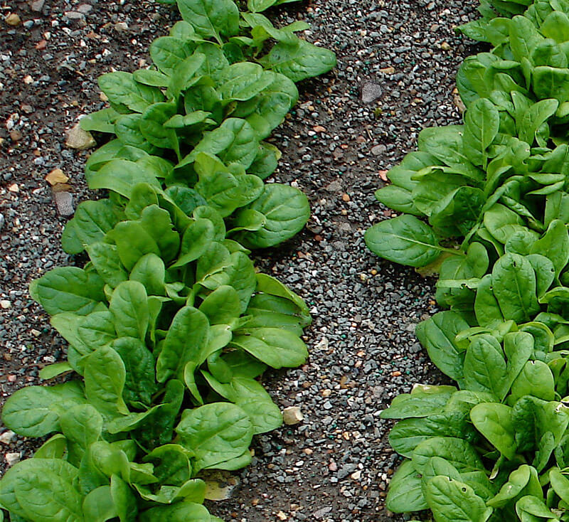Spinach Seeds – Hybrid Variety