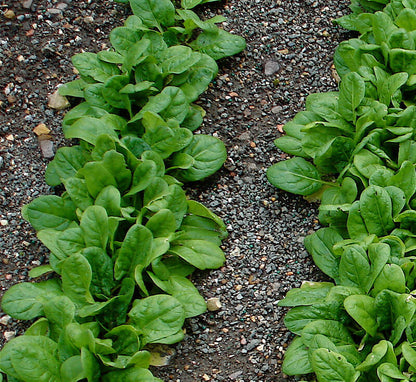 Spinach Seeds – Hybrid Variety
