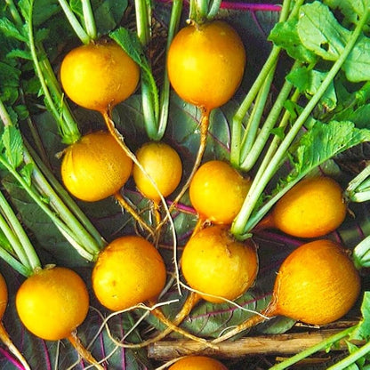Yellow Radish Seeds