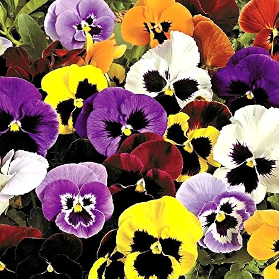 Viola Tricolor Seed Mix – Johnny Jump Up & Wild Pansy