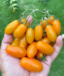 Tomato Seeds for Planting – Heirloom, Non-GMO, Vegetable Variety