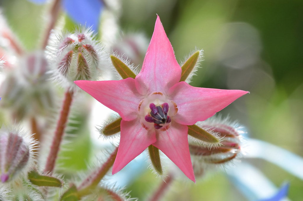 Borage Seeds for Planting – Pink & White Flowers