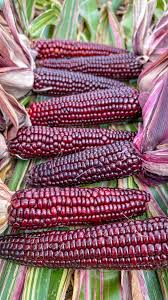 Semi di mais dolce per giardino domestico – Non OGM