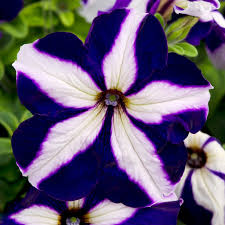 Petunia Flower Seeds for Planting Blue and white