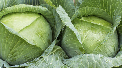 Cabbage Vegetable Seeds