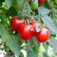 Kirschtomaten Samen Groß - Frische Gartensamen