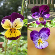 Viola Tricolor Seed Mix – Johnny Jump Up & Wild Pansy