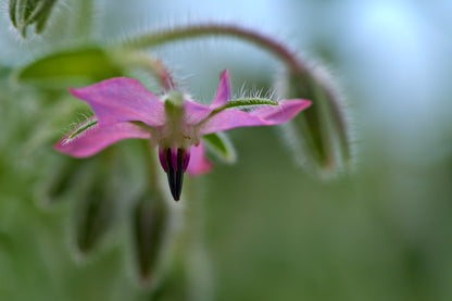 Borage Seeds for Planting – Pink & White Flowers