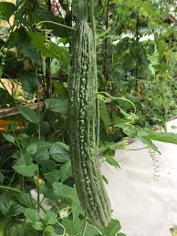 Graines de melon amer - Variété longue