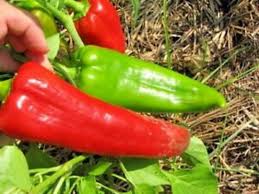 Hot Pepper Jwala Samen – Würzige Erbstücksorten