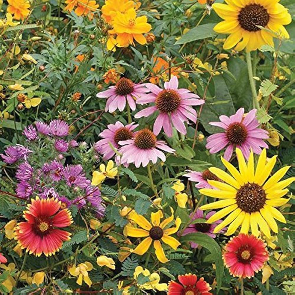Daisy Wildflower Mix
