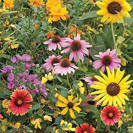 Daisy Wildflower Mix