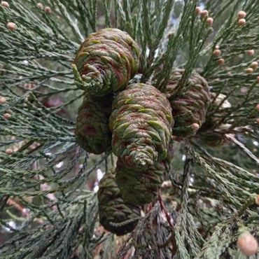 Sequoiadendron Giganteum Kräutersamen