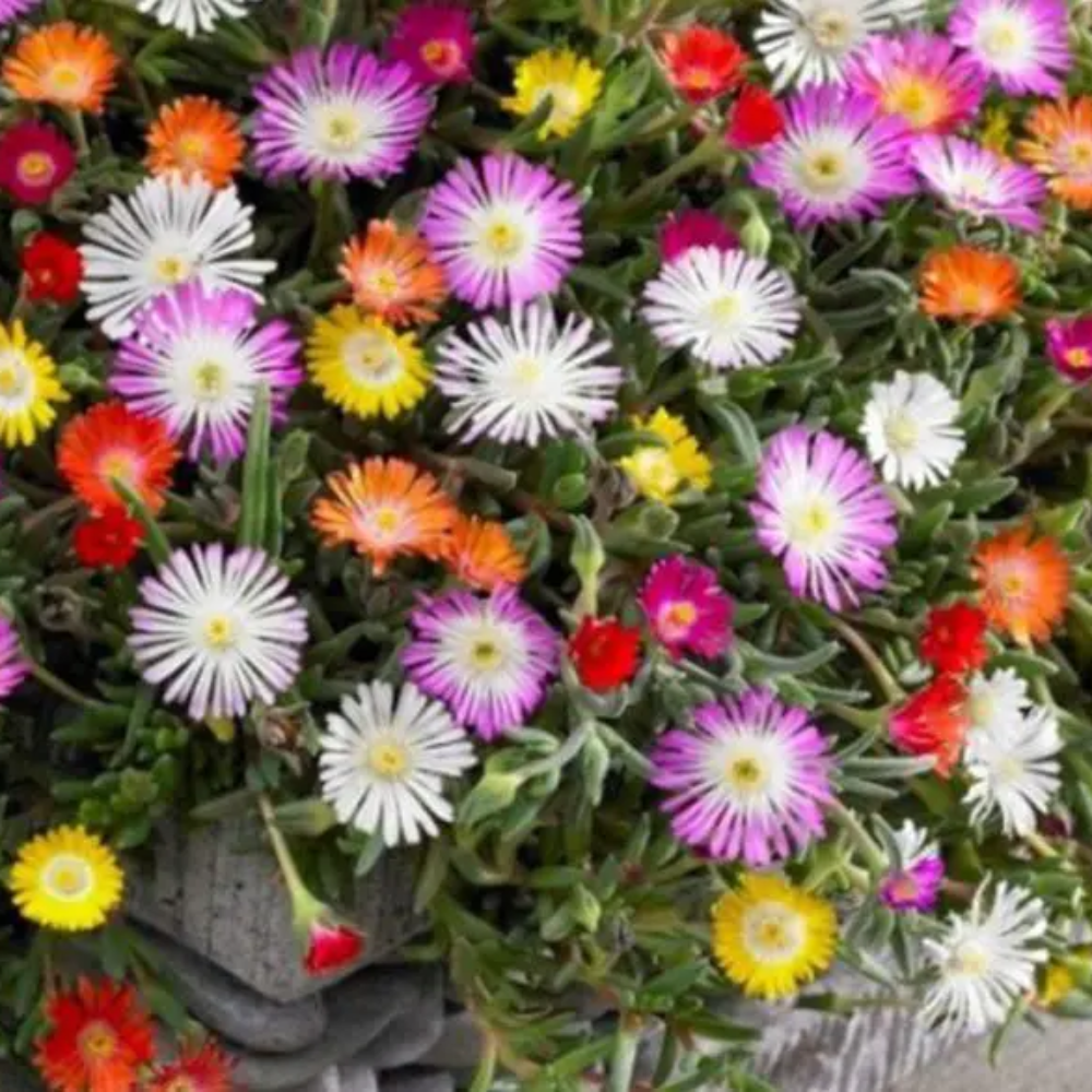 Livingstone Daisy Flower Seeds