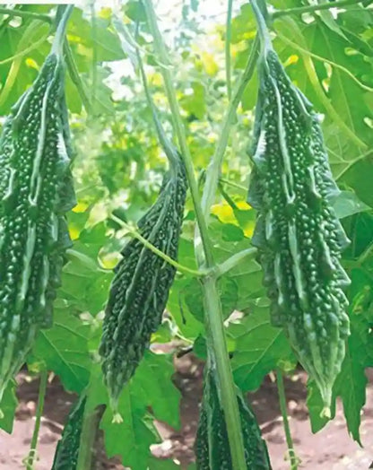 Semi di verdura di melone amaro