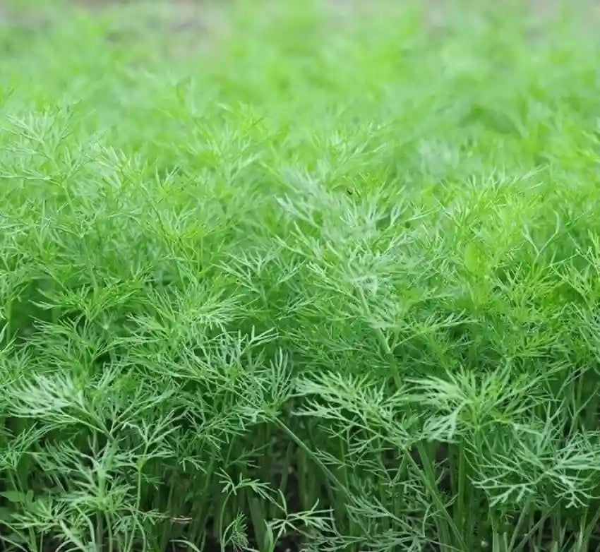 Dill Herb Seeds