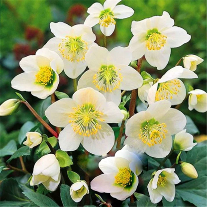 Christmas Rose Flower Seeds