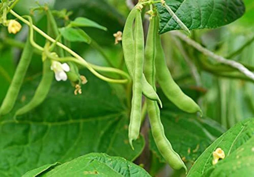 Lima Bean Vegetable Seeds