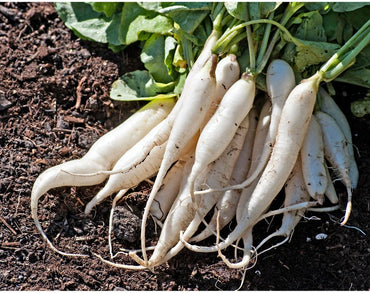 White Icicle Radish Seeds for Planting – Heirloom, Non-GMO, Easy to Grow, Annual Vegetable