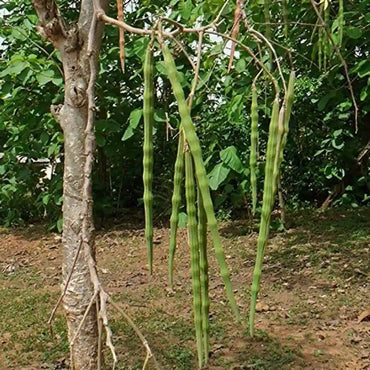 Semi di verdura Moringa Oleifera Drumstick