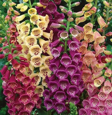 Premium Foxglove Flower Seeds for Your Garden