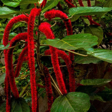 Monkey Tail Flower seeds for Planting - Premium Quality, Heirloom & GMO Free Seeds for Home Garden