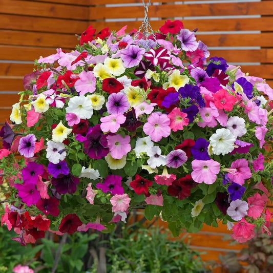 Petunia Hybrida Flower Seeds