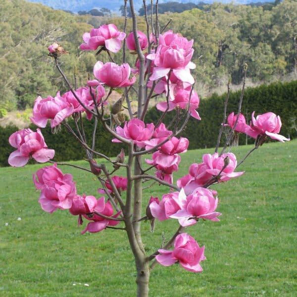 Northern Magnolia Tree Seeds for Planting – Heirloom, Non-GMO, Evergreen, Fragrant Blooms
