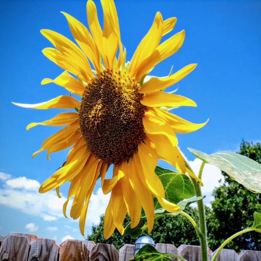Skyscraper Sunflower Seeds