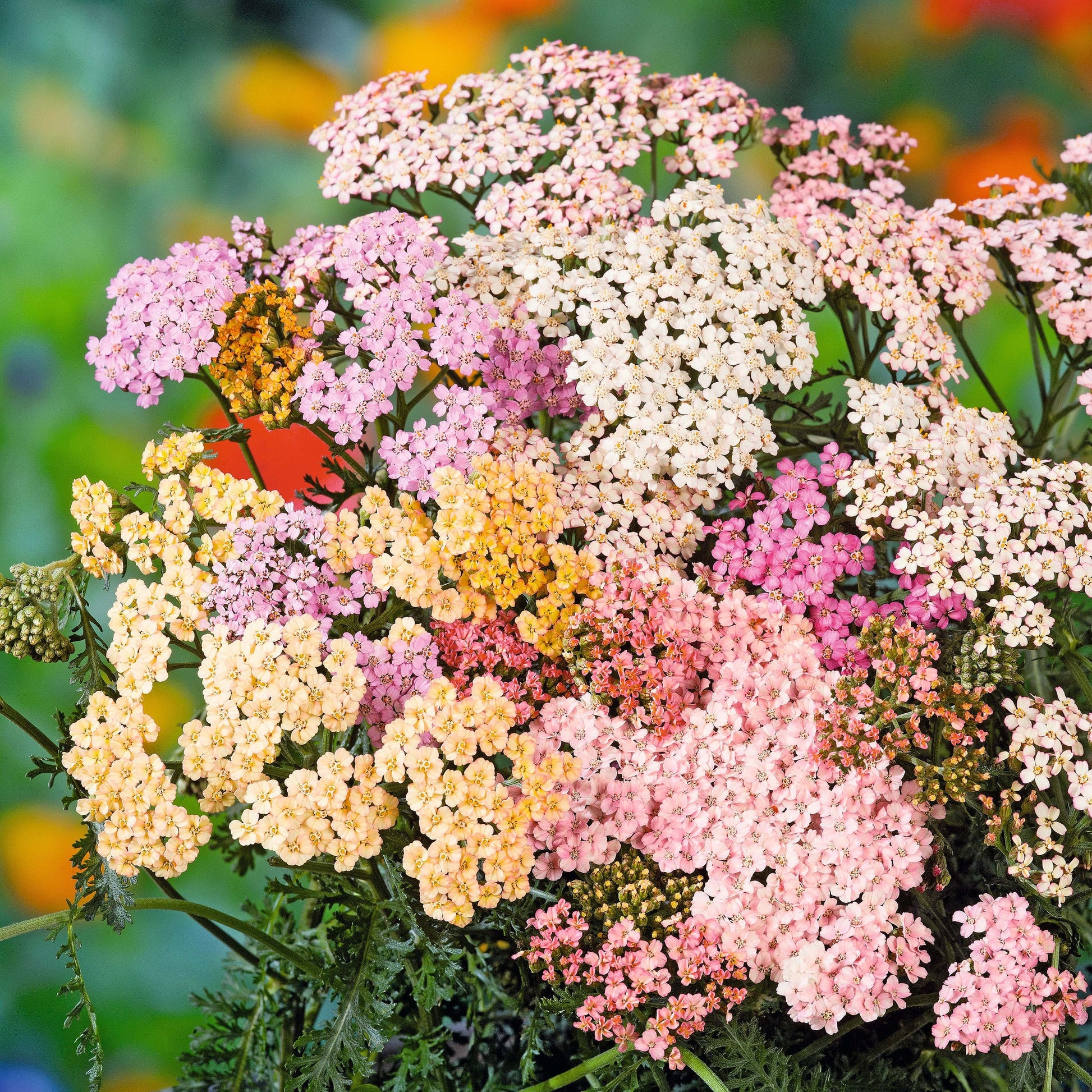 pastel flower seeds Achillea 'Summer Pastels' Seeds for Planting – Heirloom, Non-GMO, Soft – Pure Asia Seeds