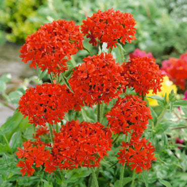 Lychnis Flower Seeds