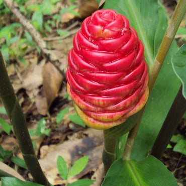 Perennial Ginger Herb Seeds