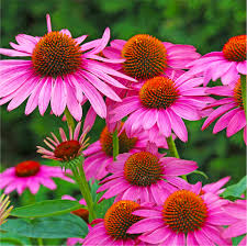 Grow Beautiful Coneflowers Easily with Quality Seeds