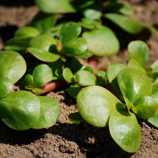Golden Purslane Vegetable Seeds