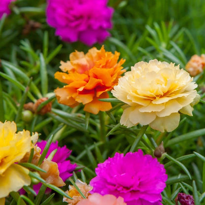 Portulaca Grandiflora Flower Seeds