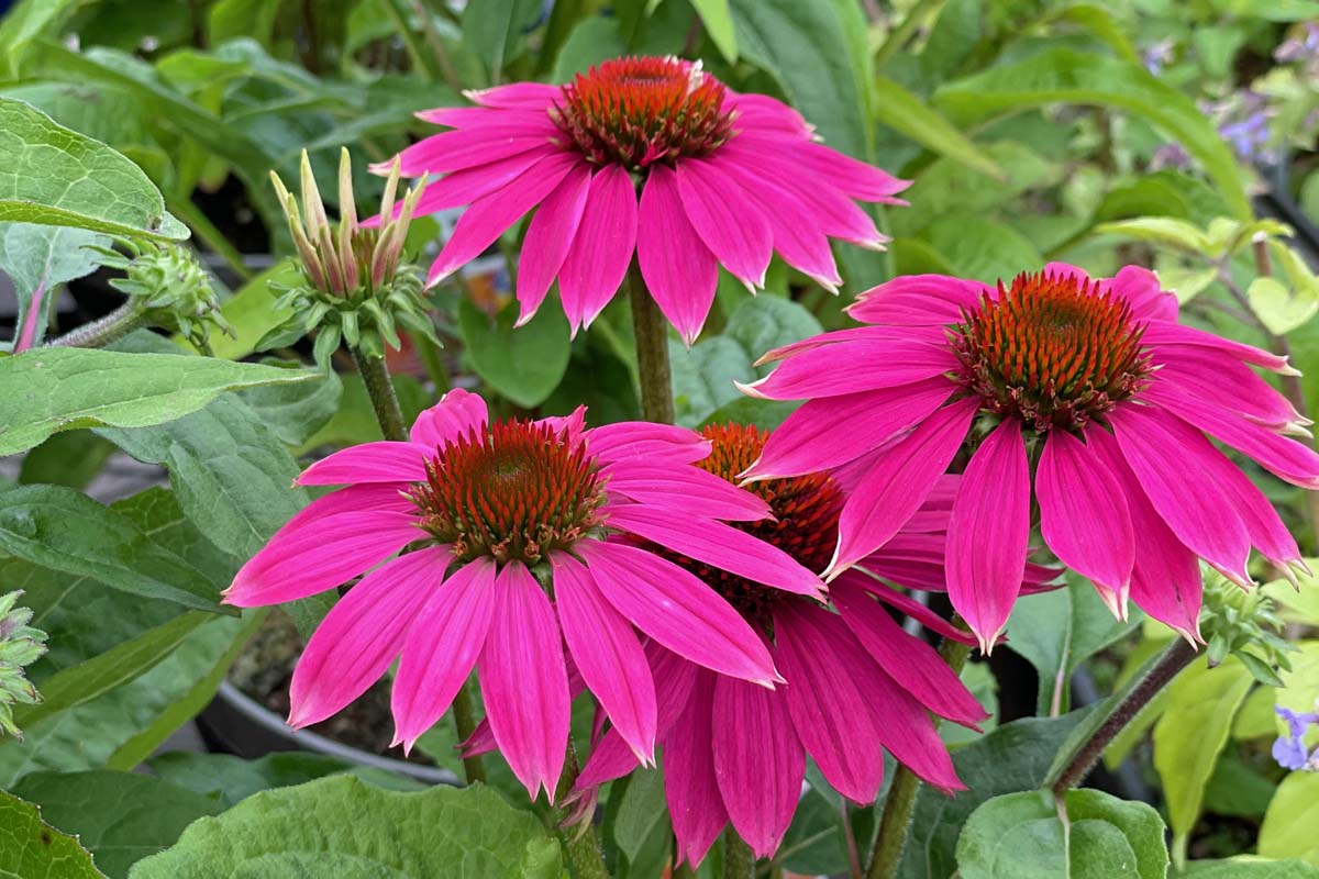 Grow Beautiful Coneflowers Easily with Quality Seeds