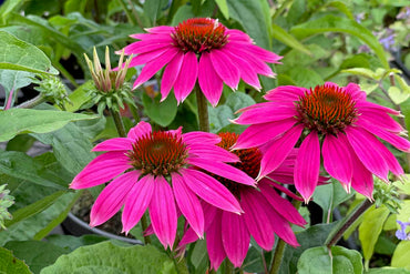 Grow Beautiful Coneflowers Easily with Quality Seeds
