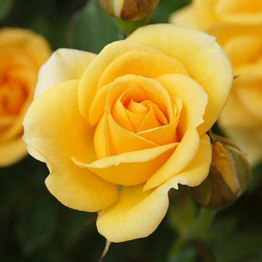 Climbing Autumn Sunset Rose - Warm Orange & Pink Climbing Rose Bush for Your Garden